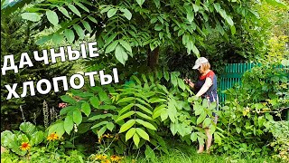видео: Сама в ШОКЕ. Столько наворотила за полтора дня?! Пастила. Холодец. Обрезка. Прополка. Уборка и СТИХИ картинка: Сама в ШОКЕ. Столько наворотила за полтора дня?! Пастила. Холодец. Обрезка. Прополка. Уборка и СТИХИ