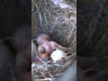 The cuckoo chick pushes out an egg of its hostep1