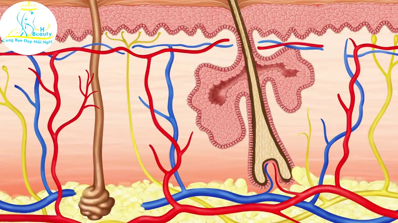 Hiểu về làn da cấu trúc da gồm 3 lớp biểu bì, hạ bì và mô dưới da - YouTube