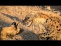 Ataque de cachorros africanos selvagens em hienas