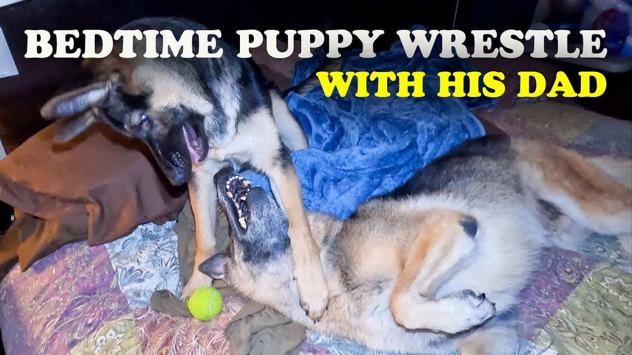 Puppy's Bedtime Wrestle with Dad A Dogs Life Video YouTube