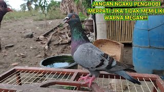 FAKTA MENARIK MERPATI MEGAN
