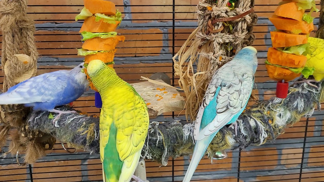 budgie parakeet sounds for lonely birds to make them happy