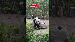 CHENGDU PANDA BASE🐼🇨🇳 #youtube #shorts #panda #chengdu #china