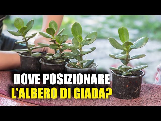 Questi sono i posti migliori dove posizionare l'albero di giada in modo che  esploda di fiori 