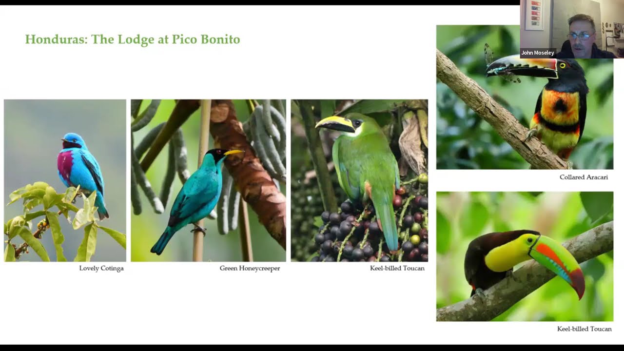 The Naturetrek Roadshow: Birding Honduras – The Lodge at Pico Bonito