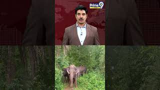 Pawan Kalyan Garu virtually inaugurating the Guchimi Kumki elephant camp.. ❤️ | #pawankalyan