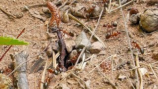 Ants Bring Food Into Their Nest
