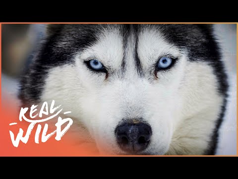 Video: Jak Huskies se stal psi sáňkovat