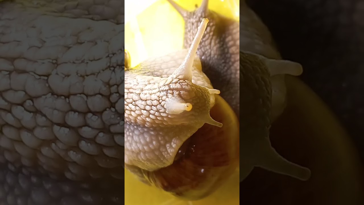 Grape Snails Like Water & Live in Backyard. 09.october.2022. Kyiv, Ukraine.