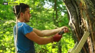 Sığla Yağı, Hangi Dertlere Deva?