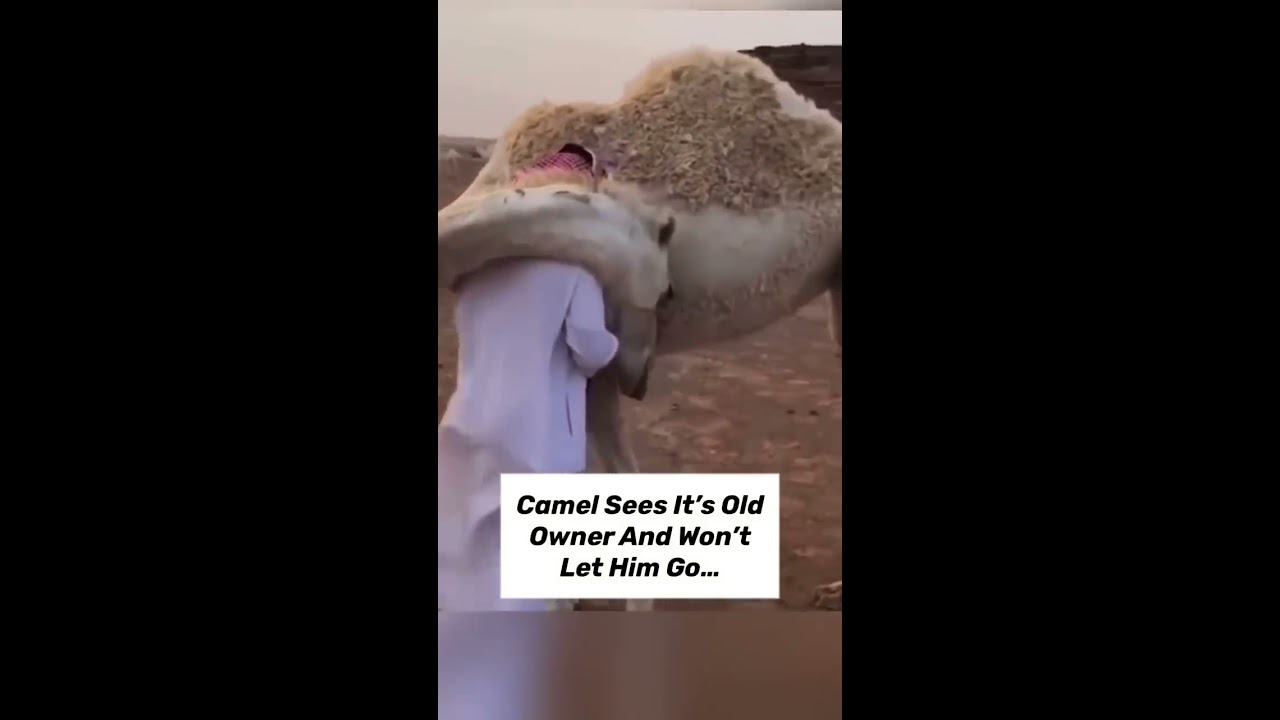 ANIMALS REUNITED WITH OWNERS AFTER YEARS Shorts
