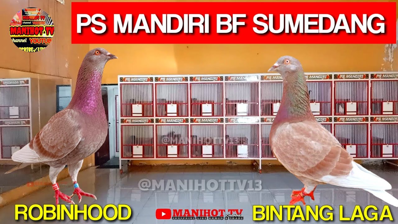 BONGKAR INDUKAN MB ROBINHOOD SUNRISE JUARA NASIONAL BATUJAJAR 2024