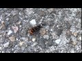 Close-up of Asian Hornet on the ground