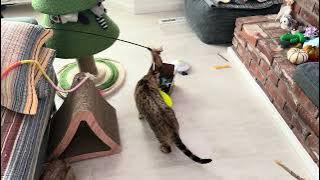 Bima cat toy fishing