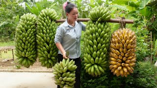 Harvesting Giant Bananas to Sell at the Market - Cooking and Storing as Feed for the Pigs