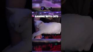 Gaming with Cats