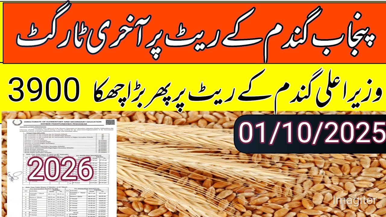 Wheat price today in punjab pakistan/gundam new rates 2025/local farmers 