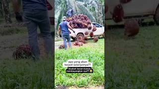 Entah apa yang dipikirkan pemuat buah sawit ini #sawit #kebunsawit #buahsawit #muatsawit #palmoil