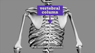 Science Video Vocab: Human Skeletal System (Accessible Preview) Wealth