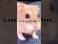 (Hampter surprise egg 13) #hamster #surpriseegg  #memes #fyp