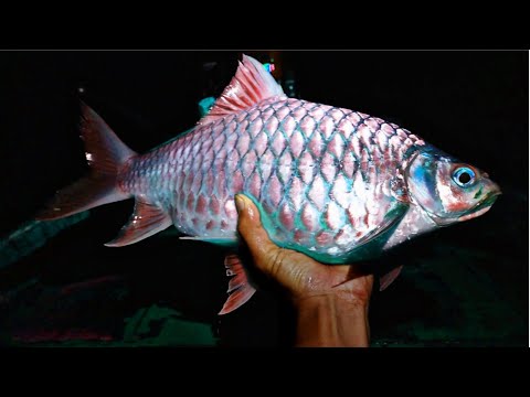Video 10 Ngày 10 Đêm Sinh Tồn BẮT CÁ Rừng Nơi Thượng Nguồn (... - youtube