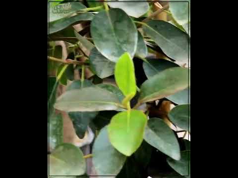 فیکوس جنگلی فروشی برای خرید به سایت ما مراجعه کنید Tahagol Com