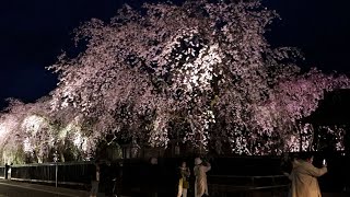 武家屋敷の夜桜が見頃