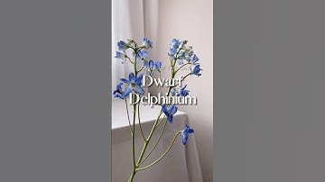 Today’s #Floweroftheday is Dwarf Delphiniums! aka “Larkspur” #flower #miniworld  #delphinium