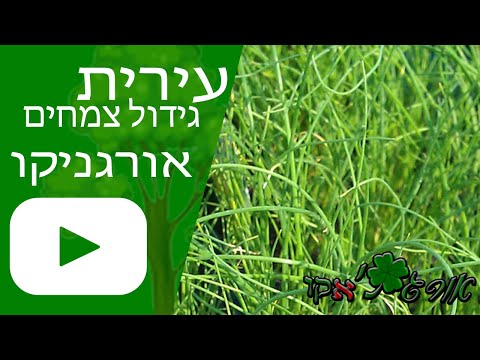 וִידֵאוֹ: Regrowing Garlic Chives - טיפים לגידול שום עירית במים