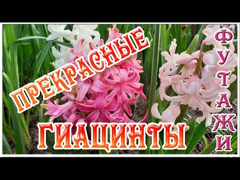Чудо весны. Прекрасные гиацинты. Весенние цветочные футажи и видеофоны для монтажа видео
