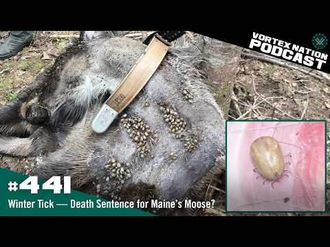 Ep. 441 | Winter Tick — Death Sentence for Maine’s Moose?