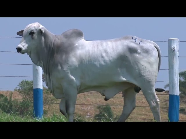 99º Leilão OB - Lote 47 - Nelore Mocho - 1 Touro PO Registrado