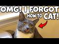 😂 Cat Videos So Funny It Should Be Illegal - Try Not To Laugh Challenge 2026
