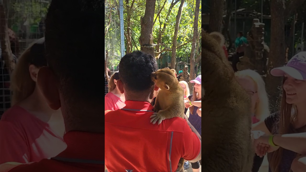 Kinkajou At Eden Maya Roatan Honduras #wilflife