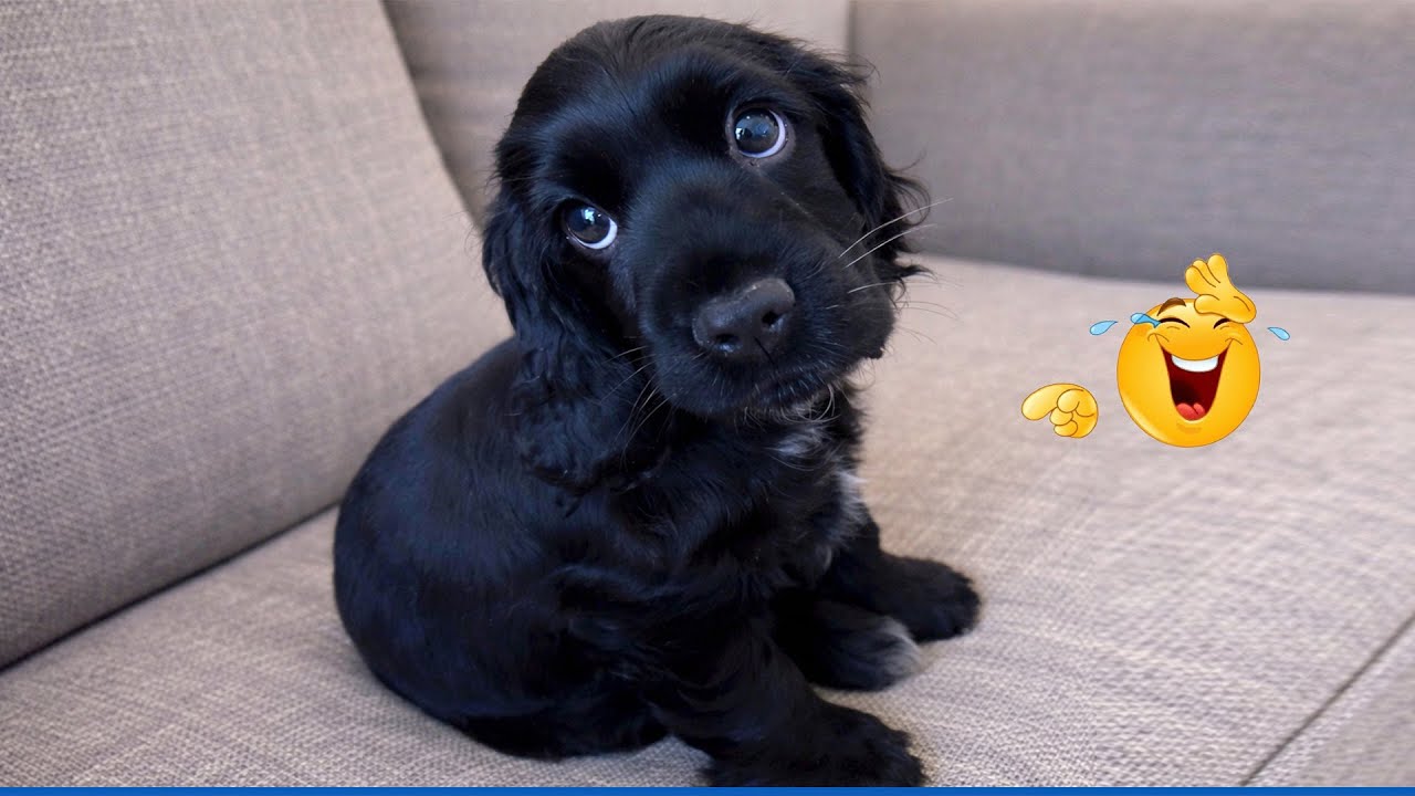 You Will Die From the Cuteness of These Dogs 😍 Funniest Cat & Dog and Animal of 2025 Ever!