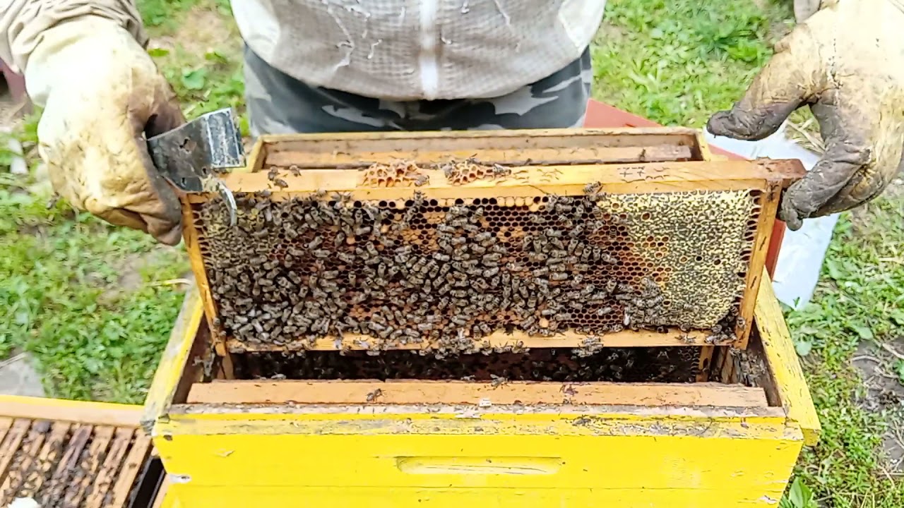 ролята на полу-корпус с малки рамки