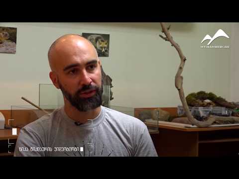 კინოდოკუმენტალისტი ნიკა წიკლაური მაღალმთიანი აჭარის პრობლემების შესახებ