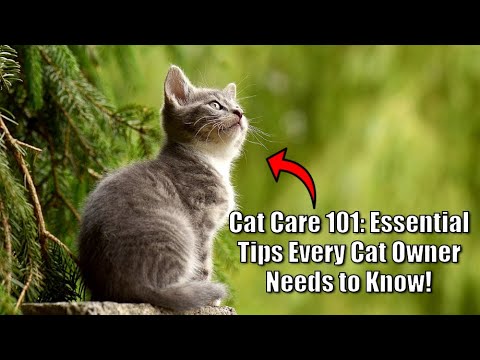 Cat Care 101: Essential Tips Every Cat Owner Needs to Know!