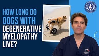 How long do dogs with Degenerative Myelopathy live?