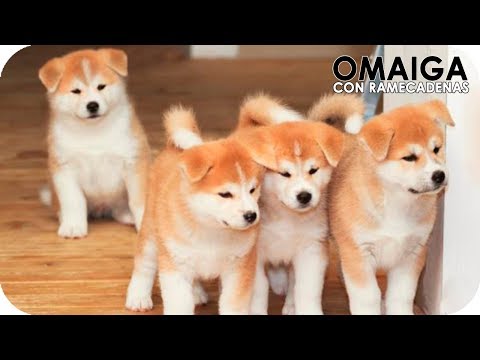 Video: Las 10 razas de perros que ladran más