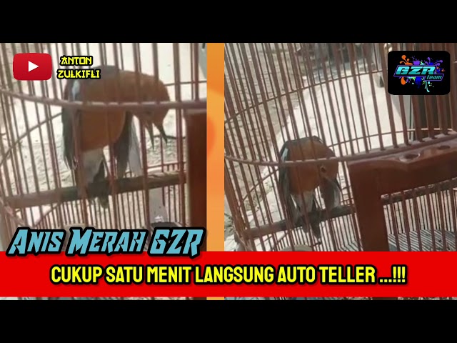 Anis merah : Cukup satu menit langsung auto teler...!!! bersama GZR team class=