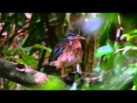 Sunbittern