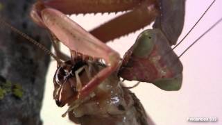 Oxyopsis gracilis (RUST) mate, eat