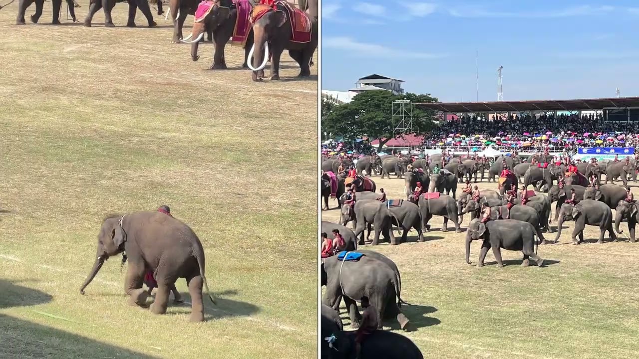 EP.04 งานแสดงช้างสุรินทร์ 2568