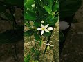 デコポンの花🌼