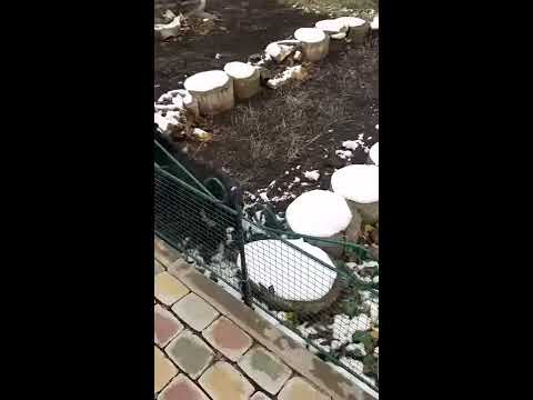 Приют ушастая няня - YouTube