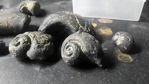 NSR Fossils Sept 2020