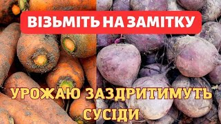 Завжди з урожаєм❗️ ГОЛОВНІ ПОРАДИ вирощування БУРЯКА ТА МОРКВИ🥕