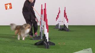 Agility handling technique - Whisky Cross by OneMind Dogs 602 views 3 weeks ago 44 seconds